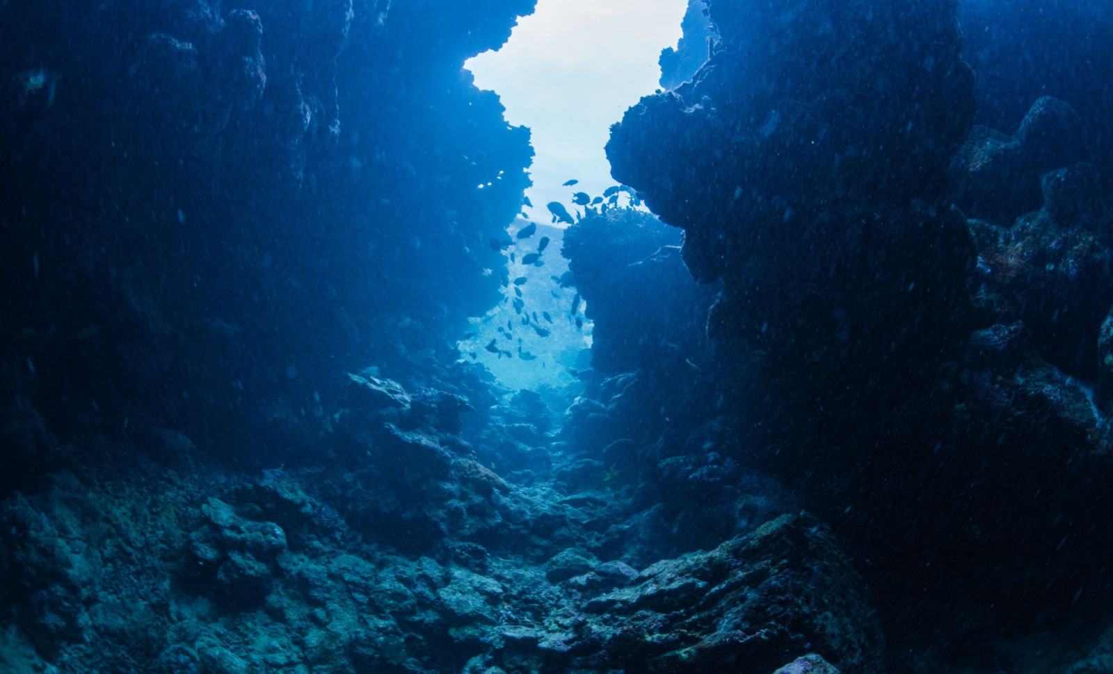 Discovery of 31 New Marine Species During Two-Week Deep-Sea Journey Off Brazil 