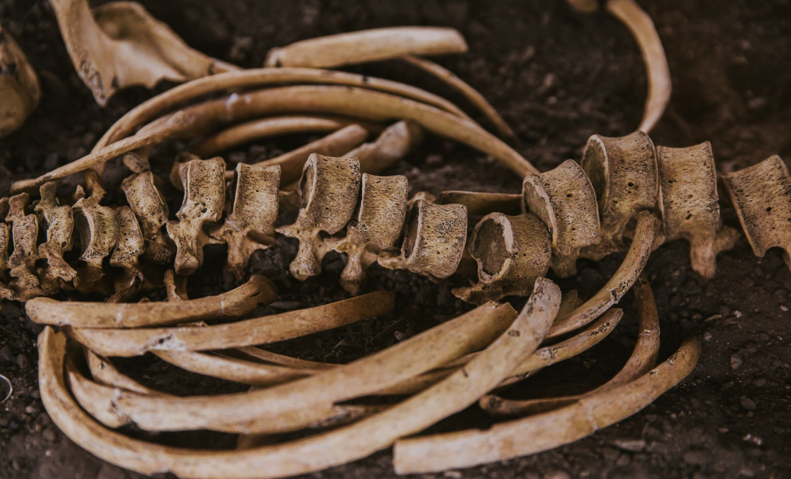 Superworms Show Promise as Eco-Friendly Cleaners for Priceless Museum Skeletons 