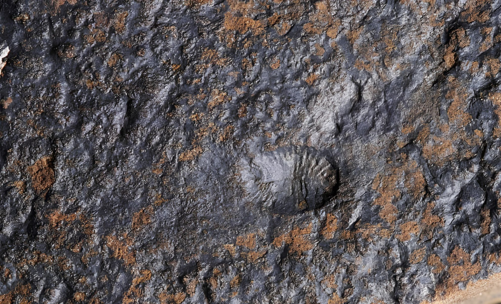 More Than 100 Fossils Found in Canada Reveal Early Animal Mobility and Reproduction 