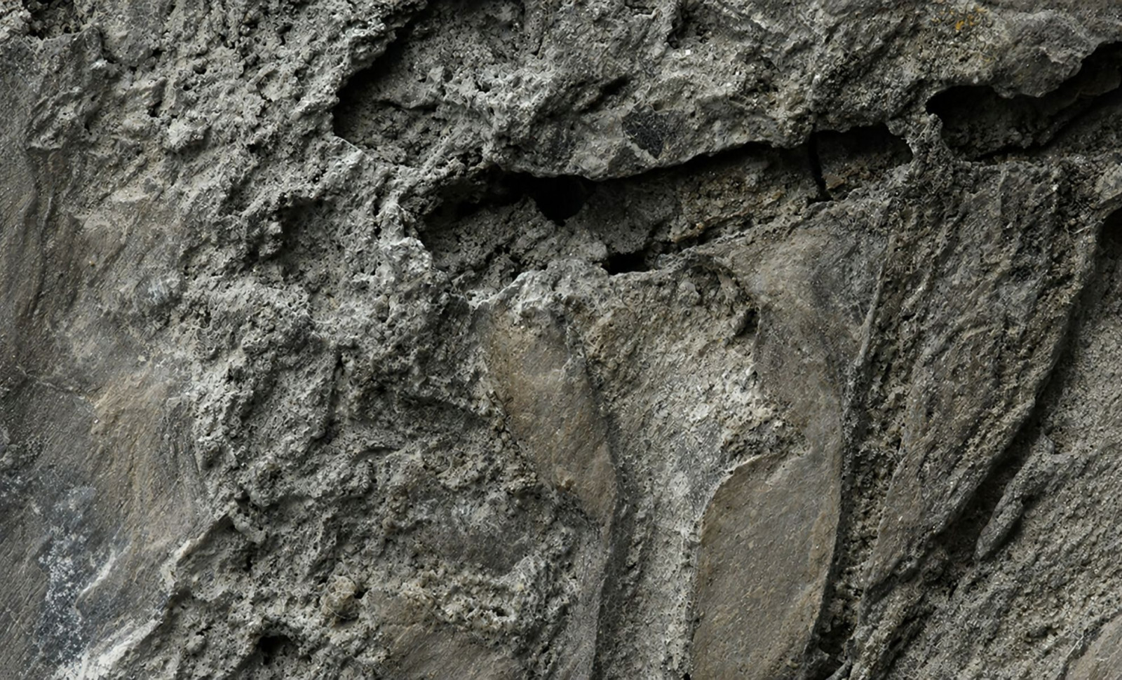 Discovery of 150-Million-Year-Old Bird Fossil Sheds Light on Tail Evolution in Birds 