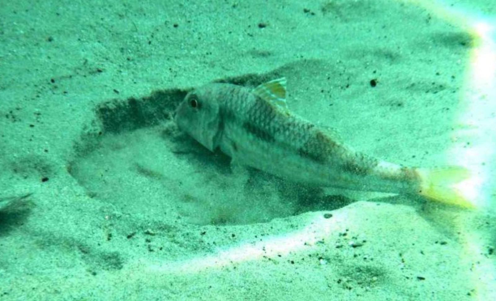 Earliest Fossil Signs of Deep-Sea Vertebrates Unearthed in Ancient Italian Sediments 