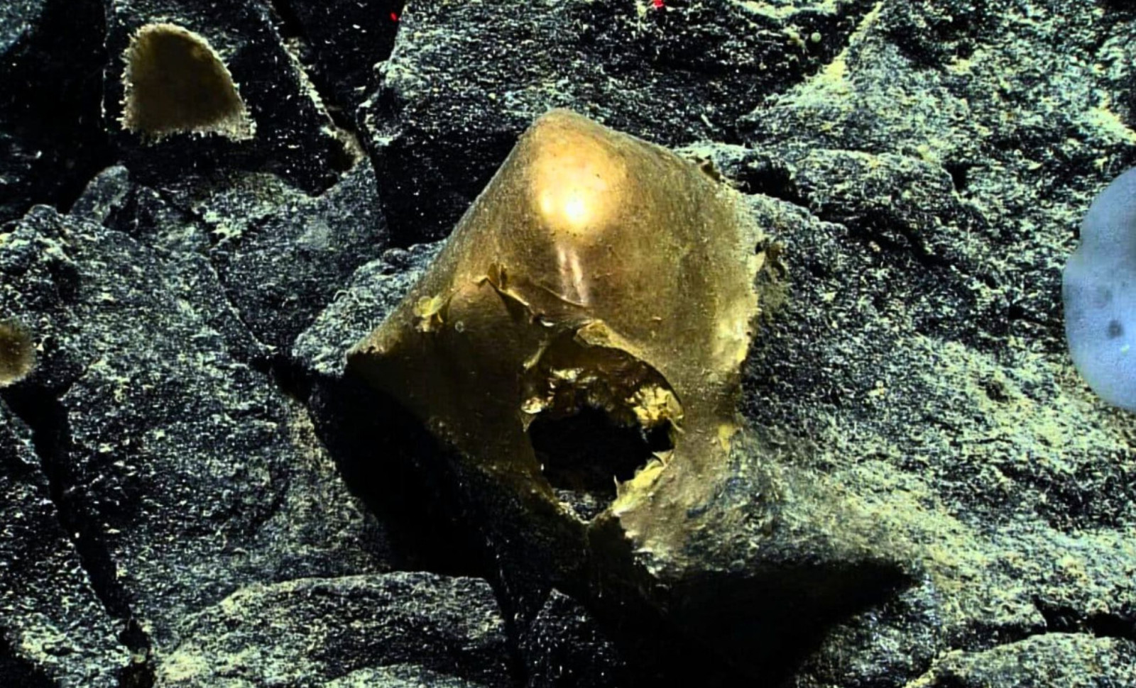 Scientists Unveil the Identity of Enigmatic Golden Sphere Found Deep in the Ocean 
