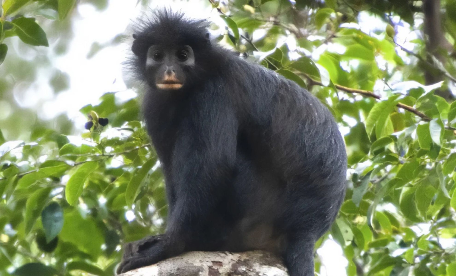 New Species of Orange-Lipped Monkey Uncovered in Congo's Remote Rainforest 