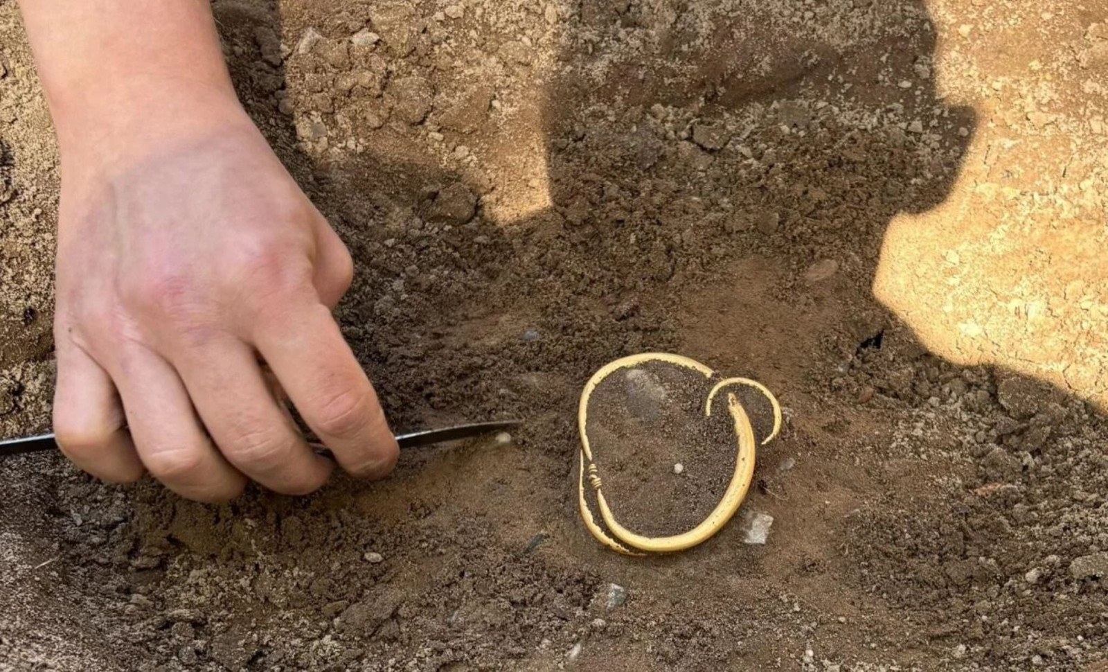 Discovery of Gold Rings Leads to Uncovering a 1,000-Year-Old Viking Gold Hoard in Denmark 