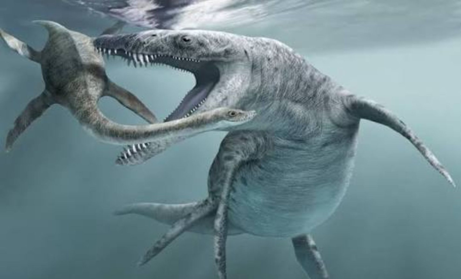 Reevaluating Liopleurodon: New Findings Suggest Smaller Size for Iconic Jurassic Predator 