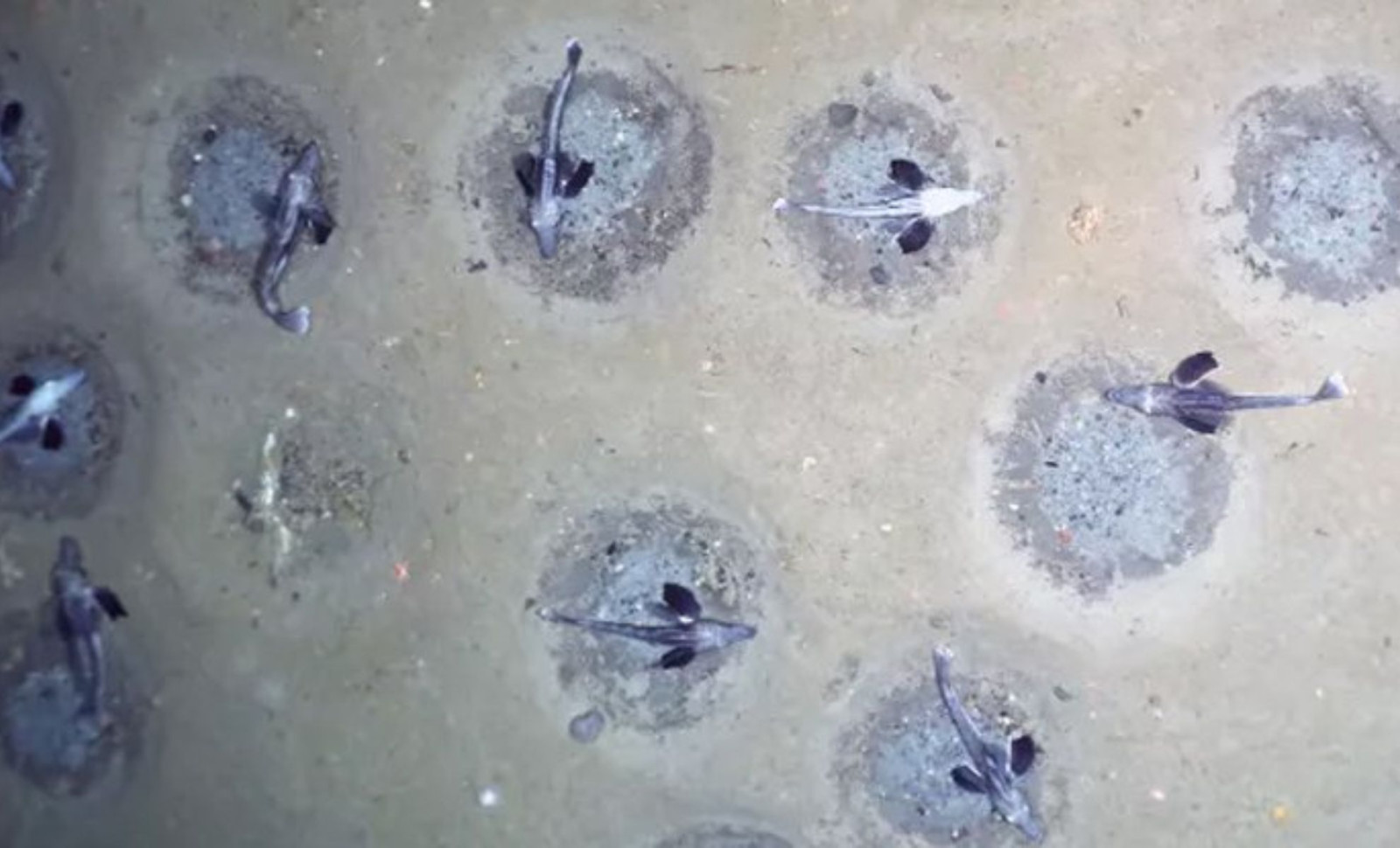 Hidden Beneath Antarctica’s Frozen Depths: A Massive Colony of 60 Million Icefish Nests Discovered 
