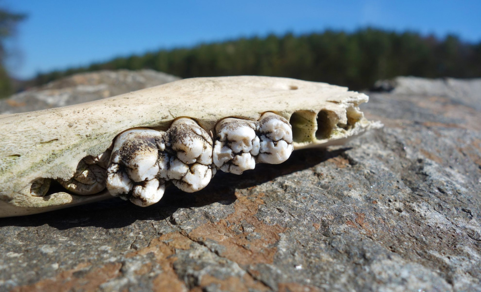 Ancient 30-Gram Fossil Redefines Marsupial Evolution in Australia 