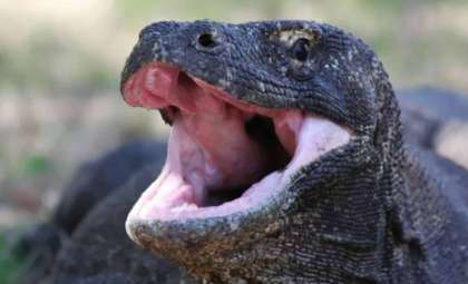 New Insights Reveal Iron-Enriched Teeth Boost Komodo Dragons’ Hunting Edge