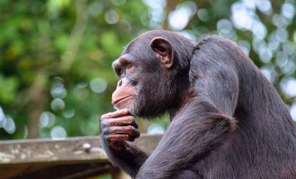 New Evidence Suggests Chimpanzees Can Imitate Human Speech Sounds