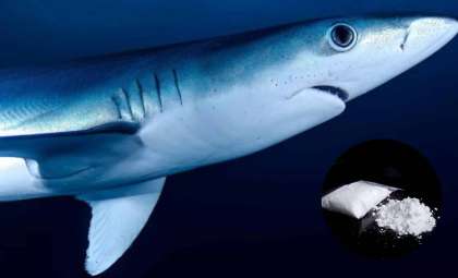 Cocaine-Contaminated Sharks Found Near Brazil's Coast Spark Ecological Alarm