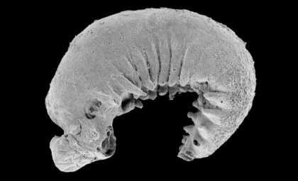 Remarkable 520-Million-Year-Old Larval Fossil Illuminates Early Arthropod Evolution