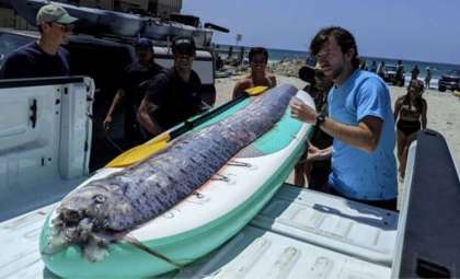 Rare Oarfish Spotted Near San Diego: The Elusive 'Doomsday Fish' Emerges Again
