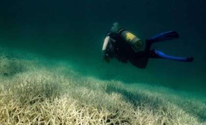 Unprecedented Ocean Heat Threatens the Future of the Great Barrier Reef