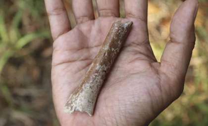 Ancient Miniature Ancestors Shed Light on Homo floresiensis Evolution in Indonesia