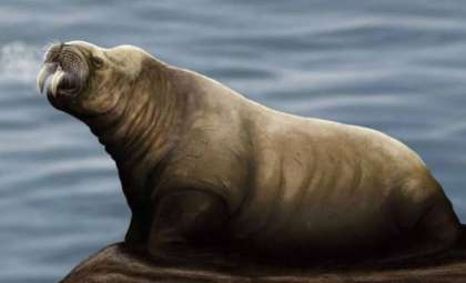 Scientists Identify a New Extinct Walrus Species, Offering Fresh Insights into Marine Mammal Evolution