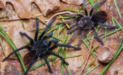 New Tarantula Species with Bright Orange Abdomen Uncovered in Arizona’s Chiricahua Mountains