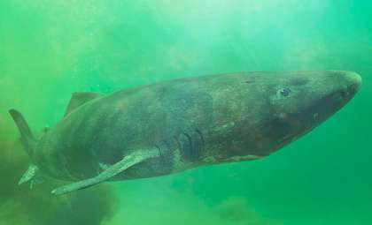 Unraveling the Mystery Behind Greenland Sharks' Remarkable Longevity