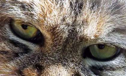 Rare Pallas’s Cat Kitten Born at Great Plains Zoo in South Dakota