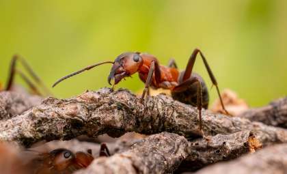 Groundbreaking Study Reveals Earth’s Ant Population in Unprecedented Numbers