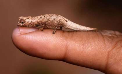 Vacationers Uncover a New Chameleon Species in Madagascar’s Forests
