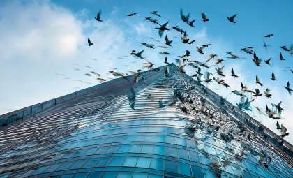 Deadly Bird-Glass Collisions Spotlight Urban Wildlife Hazards
