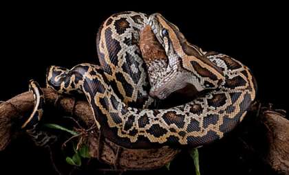 Burmese Python Overtakes Larger Reticulated Python in Rare Bangladeshi Encounter