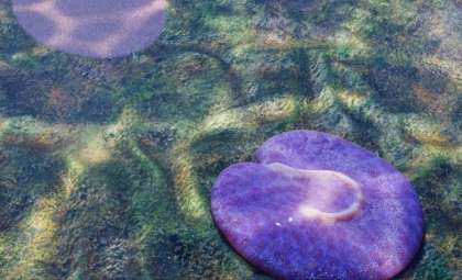 Ancient Fossil Discovery Sheds Light on Early Animal Movement in Australia