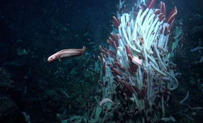 Scientists Reveal Vibrant Ecosystem Thriving Beneath Ocean Floor at Hydrothermal Vents