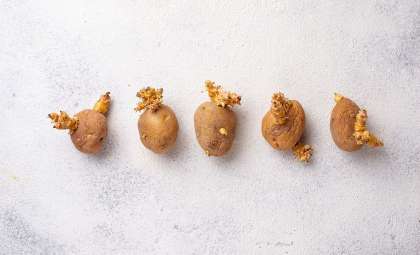 The Ancient Apple Remedy: How to Keep Potatoes Fresh and Sprout-Free Longer