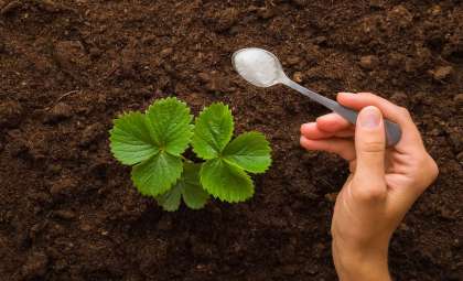 How to Grow Giant Strawberries Using a Simple DIY Fertilizer Mix
