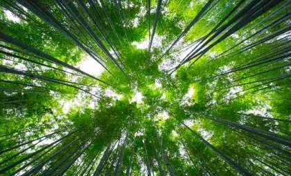 Centuries-Long Bamboo Blooming Cycle Unveiled: Impacts and Insights from Japan’s Phyllostachys nigra var. henonis