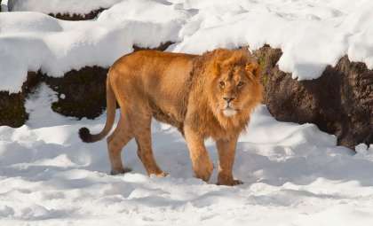 Rare Snowfall Transforms South African Wildlife Reserves in Stunning Blizzard