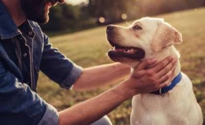 New Research Suggests Dogs are Experiencing a Third Domestication Stage