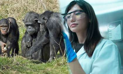 Unexpected Chimpanzee Behavior Highlights Risks of Zoonotic Spillover Amid Deforestation