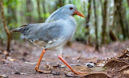 New Caledonia’s Kagu Thrives: Population Surges Threefold After Conservation Push