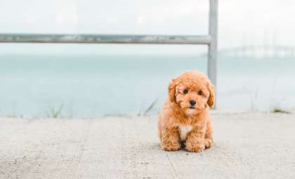 Discover the Top 10 Most Loving Dog Breeds: Surprising Favorites Included