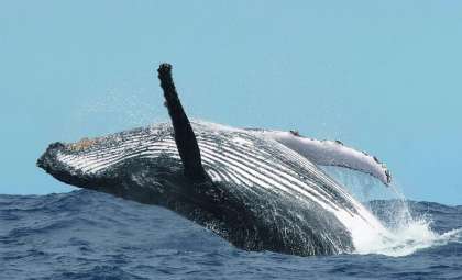 Tourist Interactions Spark Aggressive Behavior in Moustache, a Renowned Whale near Réunion