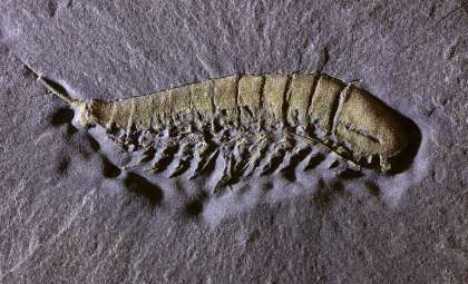 Ancient 450-Million-Year-Old 'Golden' Arachnid Fossil Discovered in New York