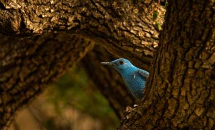 Historic Sighting: Blue Rock Thrush Spotted in the U.S. for the First Time