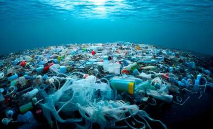Could Insects Be Our Allies Against Plastic Pollution?