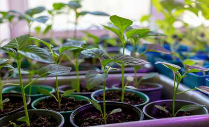 Can Electroculture Unlock the Future of Sustainable Food Production?