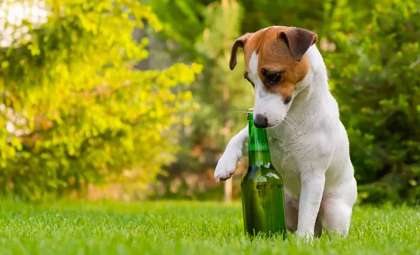 Canine Brews: The Innovative Trend Transforming Pet Care