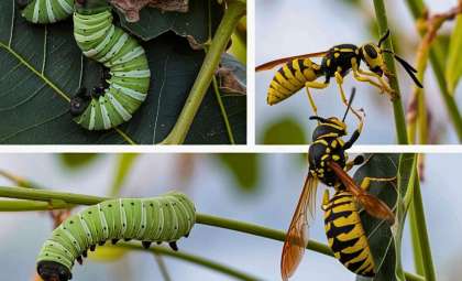 16-Million-Year-Old Insect Fossil Unearthed, Offering New Insights for Science