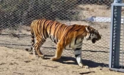 Kazakhstan Revives Tigers After Extinction Spanning Decades