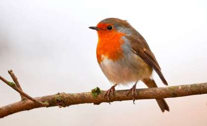 A Surprising Winter Lifeline: How Ping Pong Balls Can Help Birds Survive Cold Weather