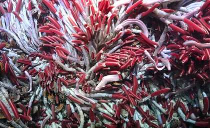 Colossal Creatures Thrive Within the Oceanic Crust: A Remarkable Finding