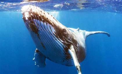 Innovative AI Facilitates 20-Minute Dialogue Between Humans and Humpback Whale, Transforming Interspecies Communication
