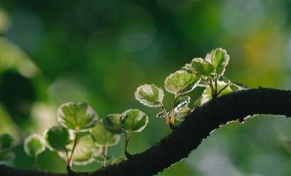 Revolutionizing Agriculture: Cultivating Plants Without Sunlight Using Electricity