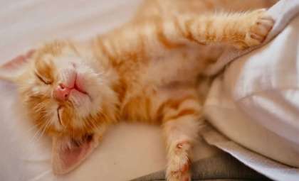 Unraveling the Mysteries of Feline Sleep Habits