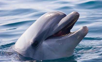 Isolated Bottlenose Dolphin in the Baltic Sea Continuously ‘Chats’ Alone with Unknown Purpose